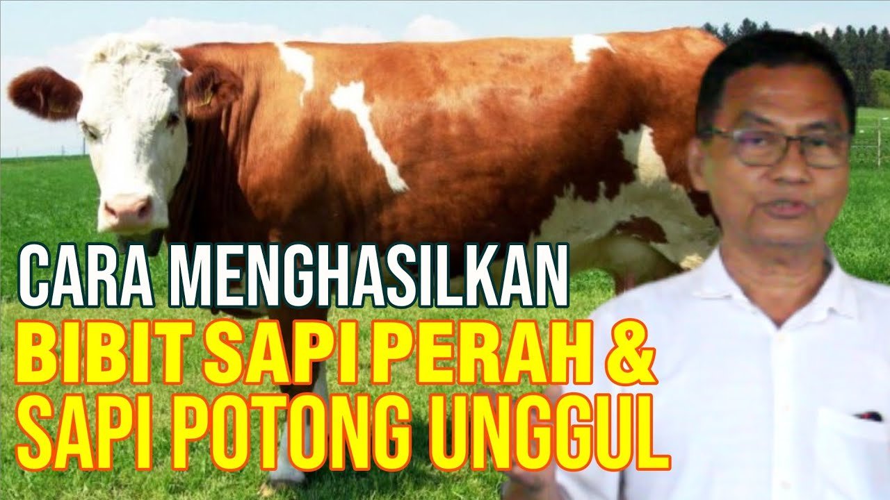 Persilangan Sapi Simmental Dengan Freisian Holstein Menghasilkan Bibit Sapi Unggul.jpg
